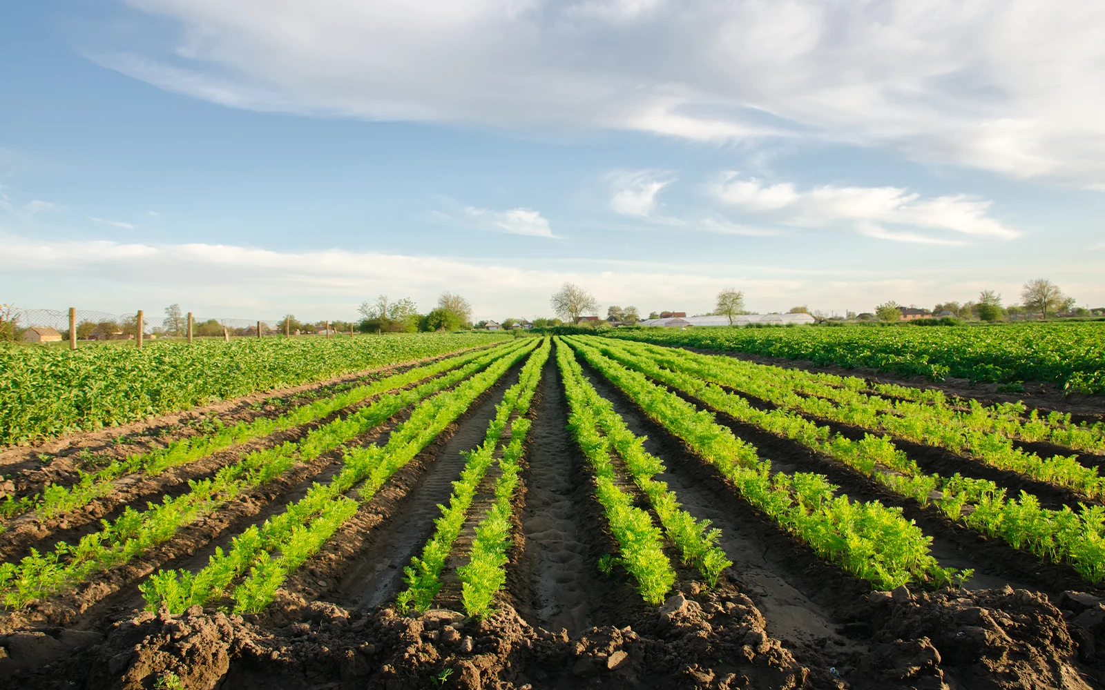 SA GI SRLS - Caolino micronizzato - Applicazioni in agricoltura